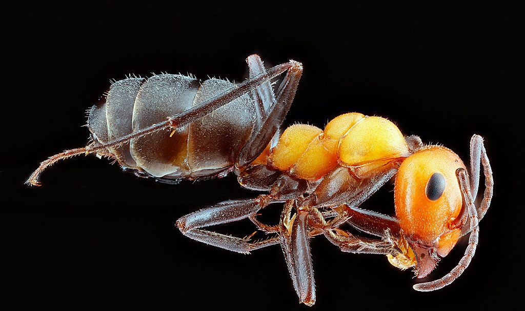 Ant Control service in Brookhaven, GA