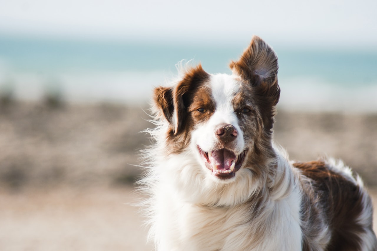 Flea & Tick Control service in Brookhaven, GA