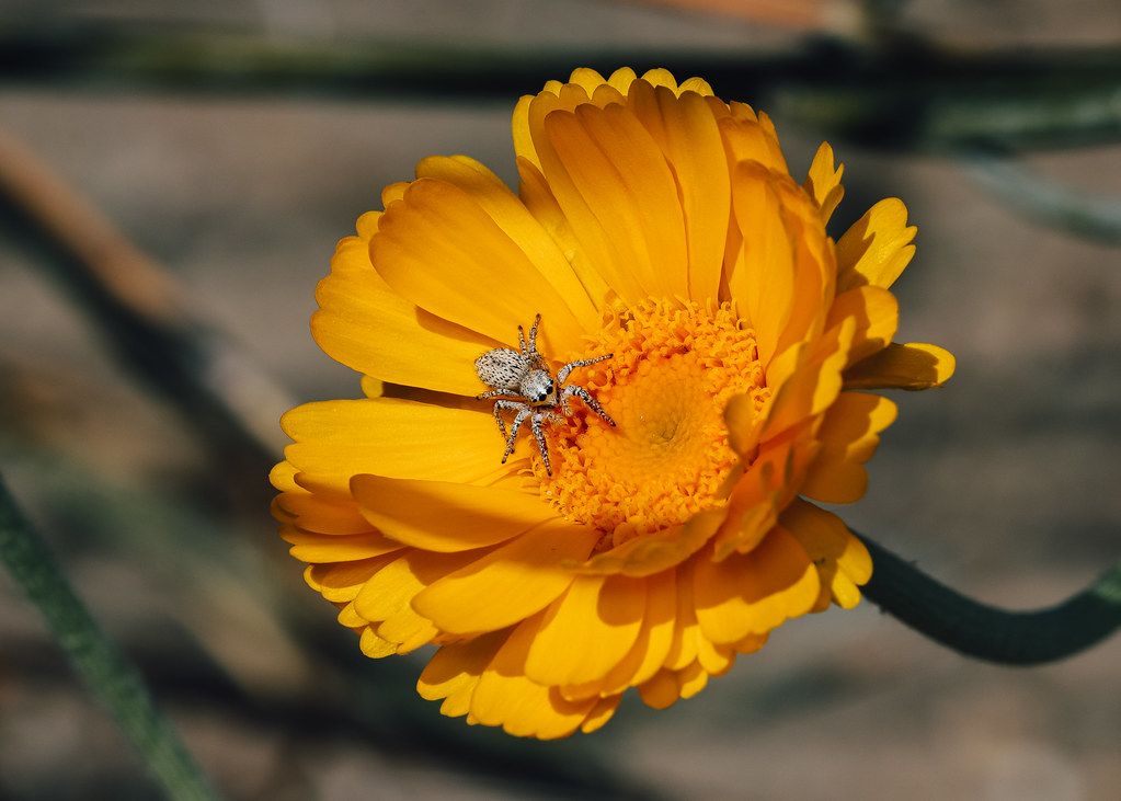Spider Control service in Brookhaven, GA